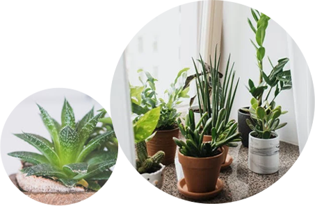 大型綠植種植基地省去更多中間環(huán)節(jié)，同等價(jià)格質(zhì)量更好